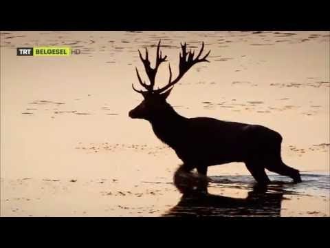 Video: Tuna Nehri: Avrupa genelinde