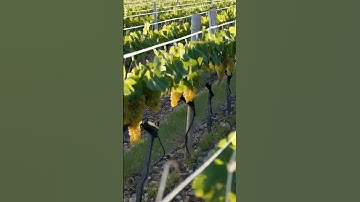 Growing grapes.555 #fruits #grapegrowing #farm #wine #grapeharvest #fruit #grapevine #vineyard