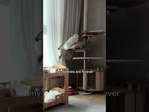 My zoomies are