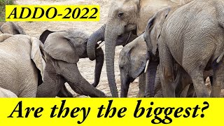 Unbelievable! 2022 Addo Elephants: Have Everyone Asking...&quot;Are They the BIGGEST?!&quot;