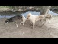 Amazing Smart Rural Dogs Dog Meeting For The Amazing Smart Rural Dogs Dog Meeting For The