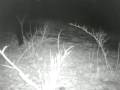 Bear steals birdfeeder caught on wildlife cam