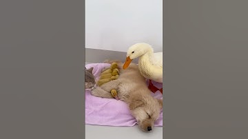 Unbelievable! Puppy, duckling and mother duck. (Click to watch the full version)