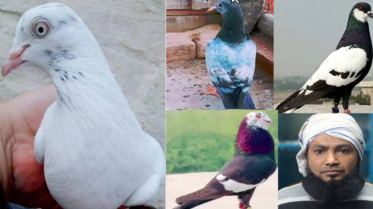 punjabi madrasi kabutar sale  | loni kabutar Market 