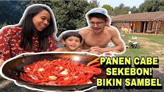 PANEN CABE SEKEBON! STOK SAMBEL MELIMPAH RUAH!!!