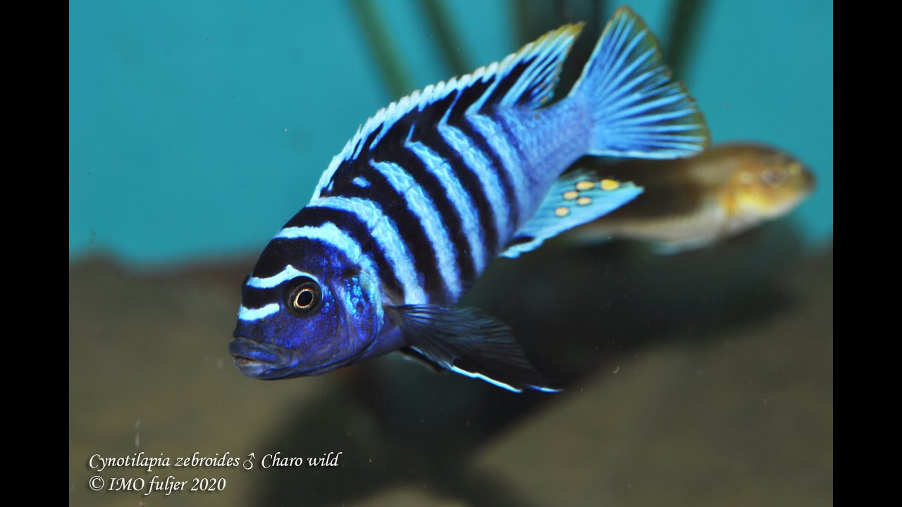 アフリカンシクリッド  Cynotilapia Zebroides ±6㎝WILD 熱帯魚 Cynotilapia zebroides Charo - YouTube