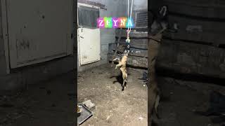 Tak Tak Vuruyor 🧿 Ğan