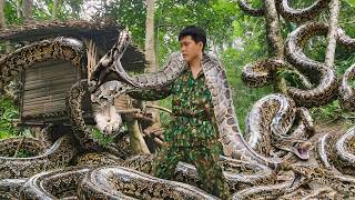 Survival in the wild and a terrifying encounter with a giant python, survival skills 2