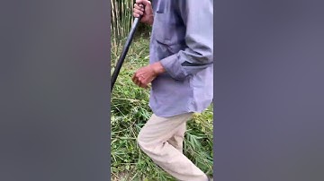 trúc cần câu gắn trồng hàng đẹp