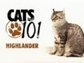 Highlander | Cats 101 の動画、YouTube動画。