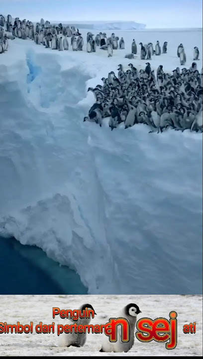 Penguin, Simbol Pertemanan Sejati