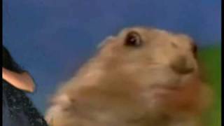 Celebrity Dramatic Chipmunk Freakout Net Worth
