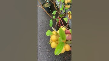 #SHORTS CÂY TÁO MINI TRỒNG CHO CHIM ĂN Ở ĐỨC KHANH NGUYEN CUỘC SỐNG ĐỨC