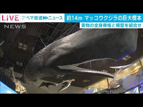 世界初公開 本物の骨使用のマッコウクジラ巨大標本 21年3月8日 Youtube