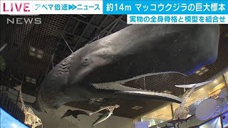 世界初公開　本物の骨使用のマッコウクジラ巨大標本(2021年3月8日)