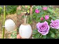 Use eggshells to extract rose branches | Propagate rose branches