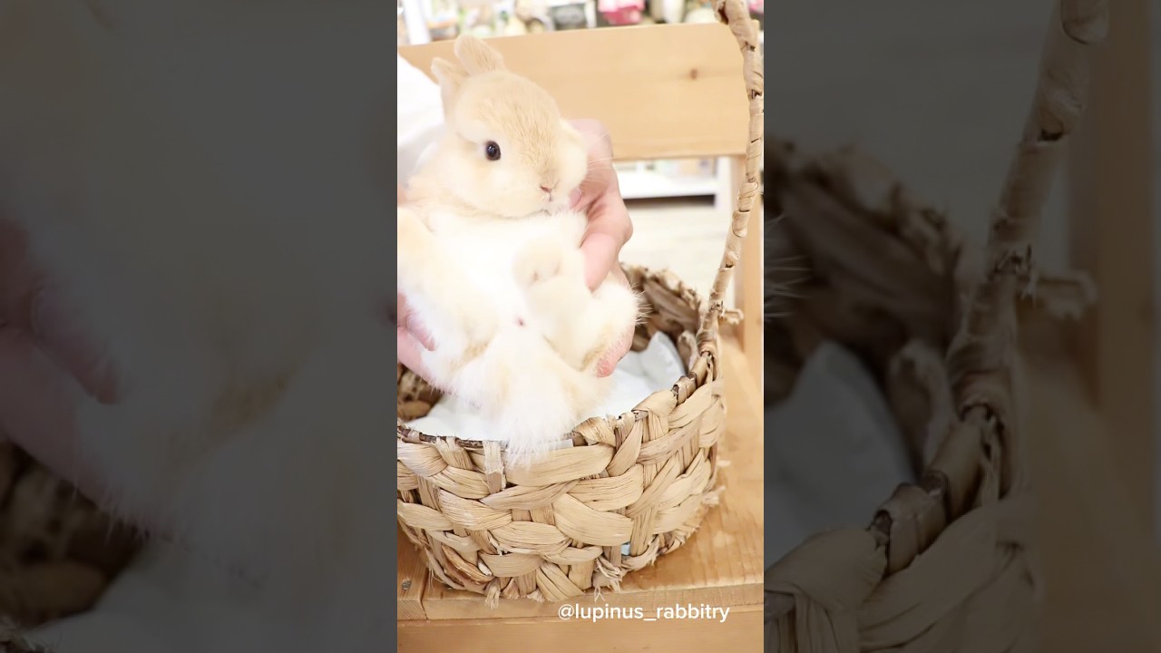 一人っ子だからムチムチな赤ちゃんうさぎさん☺️ - YouTube