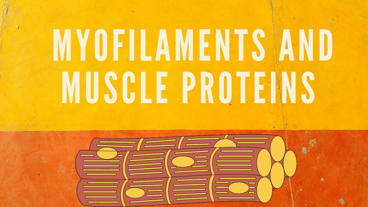 Myofilaments and Muscle Proteins Malayalam YouTube