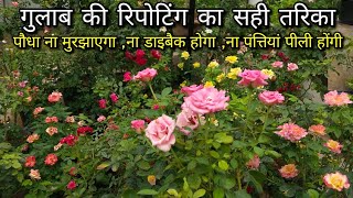 गुलाब की रिपोटिंग का सही तरिका/ Rose Repotting /Root Pruning