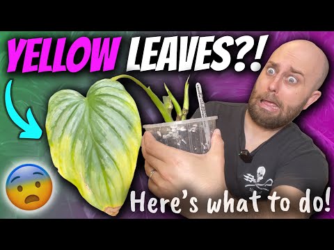 Video: Waarom worden philodendron-bladeren geel?