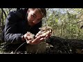 Are these REALLY Turkey Tail? (How to Identify with - Totally True Turkey Tail Test)