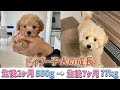 トイプードル子犬の成長記録♪生後2〜7ヶ月の体重推移まとめ