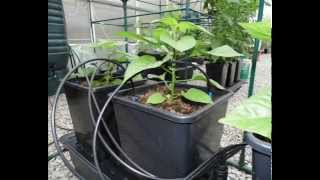 Solar Hydro Quadgrow step by step setup guide.