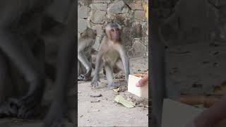 Monkey video  Prank monkey #funny #monkey #monkeyvideo #animals #funnyanimal #monkeyshow #animals