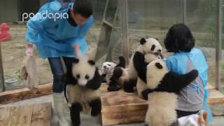 Baby panda party