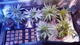 Mars-Hydro Pro II CREE 128 LED & 2x4 Grow Tent - EP. 2 - Clones and Seeds