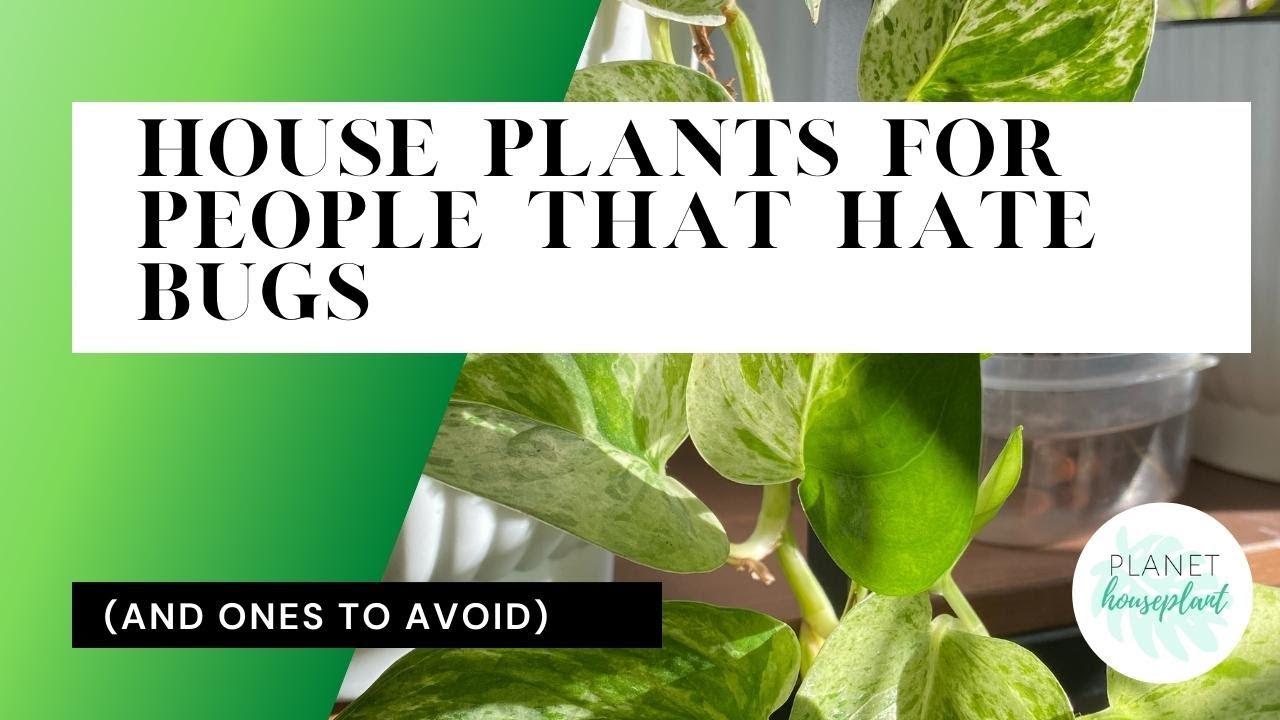 House Plants For People That Don't Like Bugs (& Ones to Avoid) YouTube