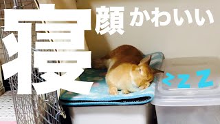 お気に入りの場所を見つけてスヤスヤ眠るうさぎ #674