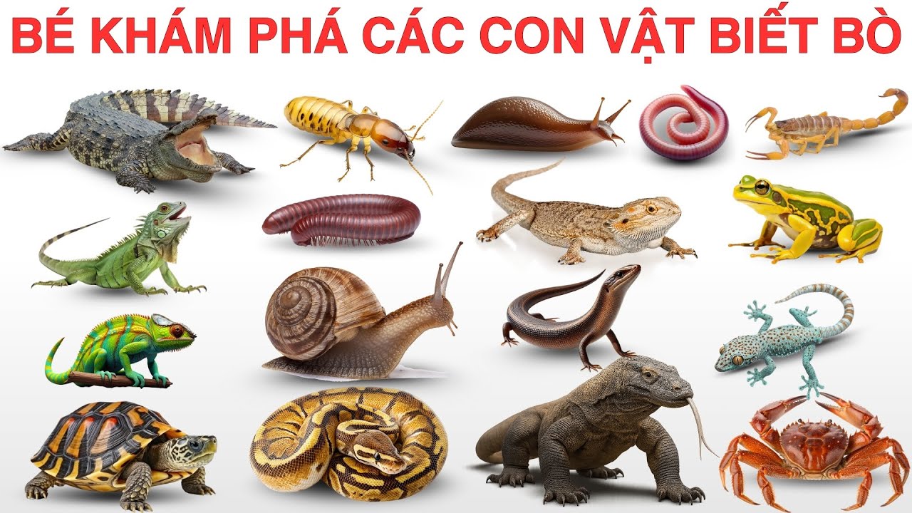Bé Học Tên Các Con Vật Bò / Trườn | Rùa, Rắn, Ốc Sên…