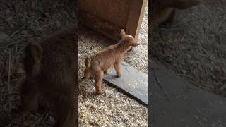 1 day old baby goat #subscribe