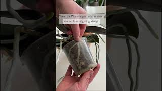 Wann Müßt Ihr Eure Orchideen Gießen? So Könnt Ihr Es Ganz Einfach Erkennen