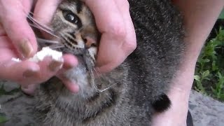 Бойкот свежего творога Бойкот свежего творога
