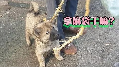 懵懂小狗好奇的看着狗市一切，還沒反應過來就被裝進了麻袋 - 天天要聞