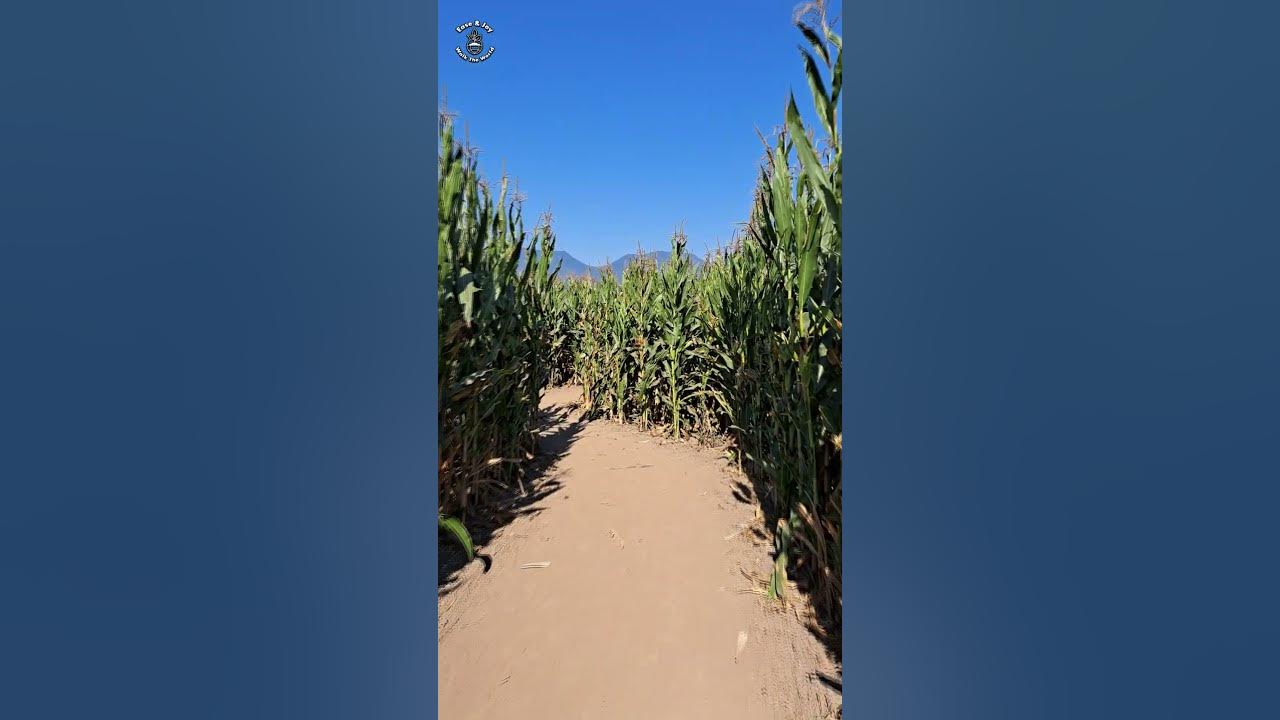 Challenge The Largest Corn Maze In British Columbia Canada Located In