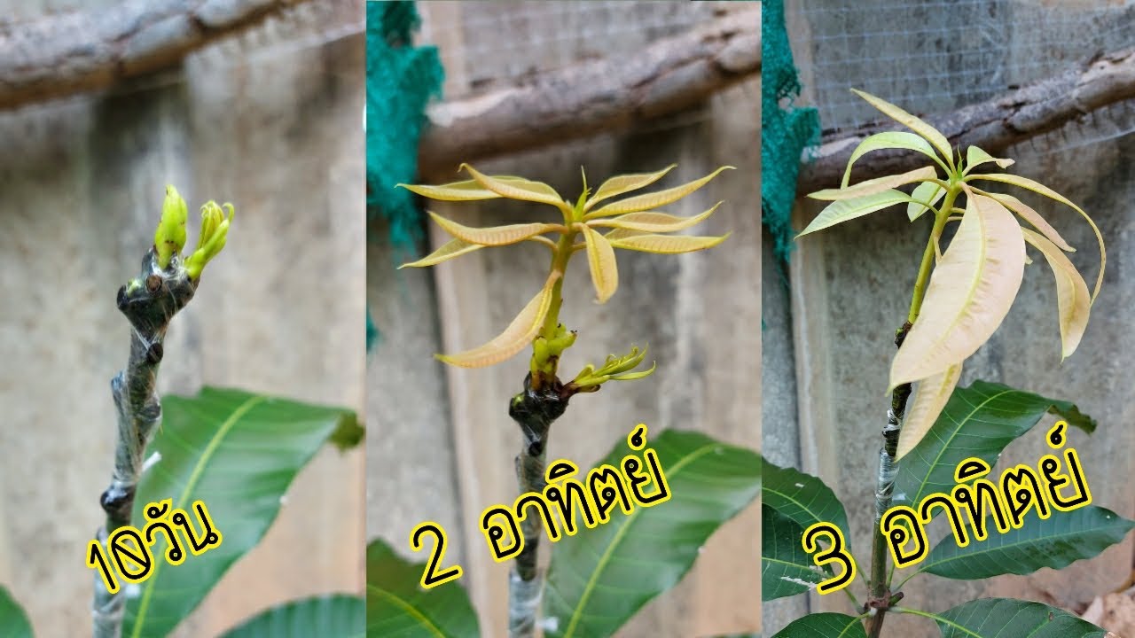 เสียบยอดมะม่วง ทำง่าย ได้พันธ์ตามที่เราต้องการ