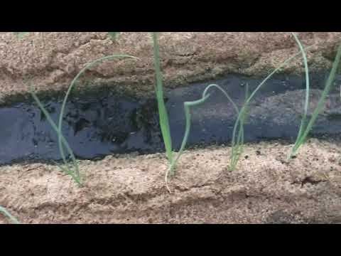 Fish Fertilizer Mixer Youtube