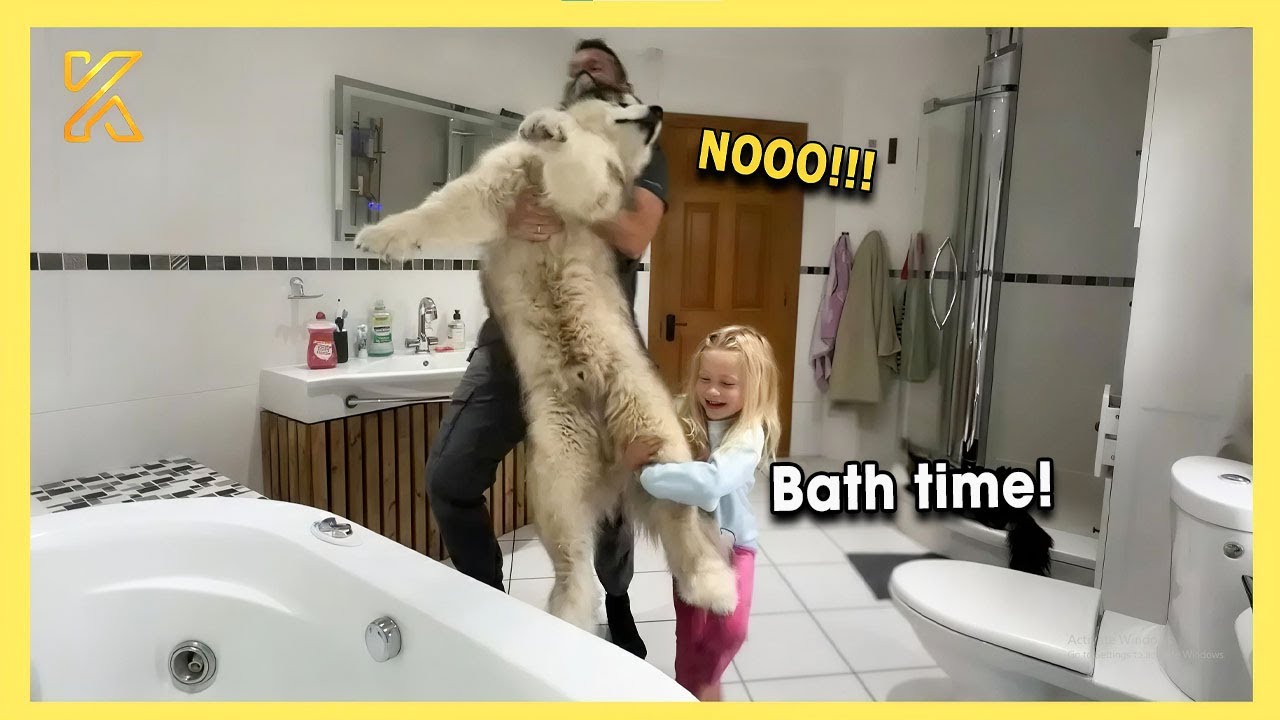 🐶 Big Dogs Who Totally Lose It at Bath Time 🛁😂 | Funny Dog Video 🐾