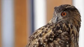 The Center for Birds of Prey did a program for Eco Camp on July 30, 2014, at Port Royal Elementary School in Port Royal.