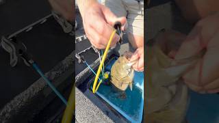 Quick culls and a happy livewell! Shop the Conservation Cull System at thmarine.com