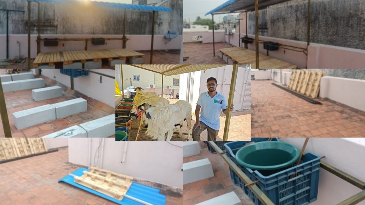 TERRACE SHEEP SHELTER FOR SHEEPS & GOATS - EASY DISMANTLE & REUSE (FULL MAKING VIDEO)