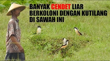 SETELAH 20 TAHUN PUNAH, KAGET MENEMUKAN BURUNG CENDET LIAR DI SAWAH INI BERKOLONI BARENG KUTILANG