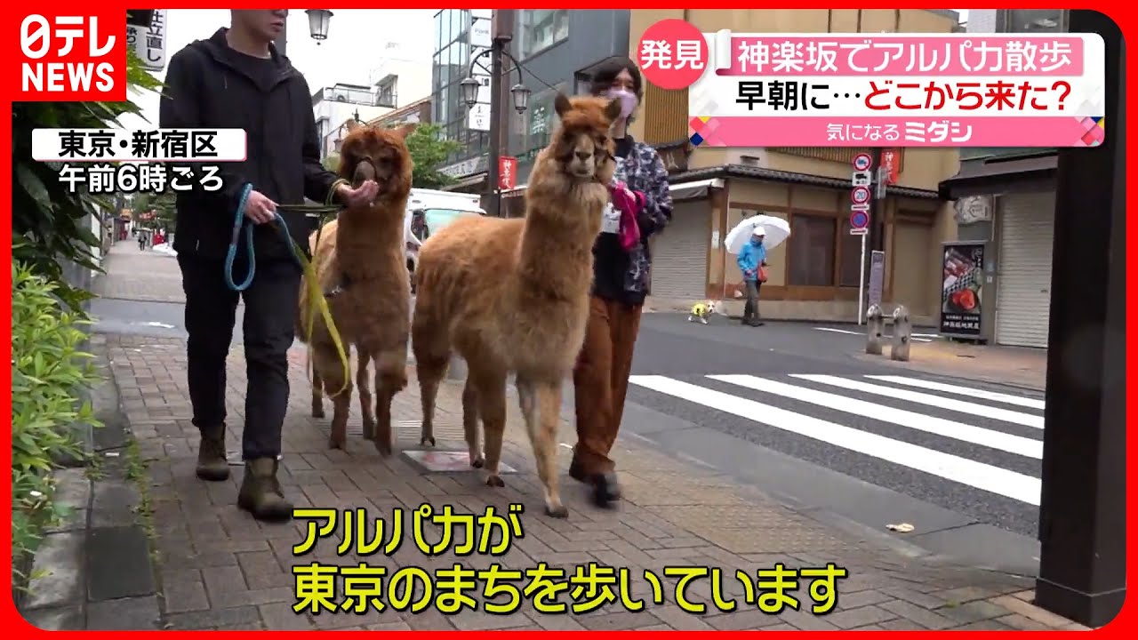 【発見】2頭のアルパカが“お散歩”  どこから来た？
