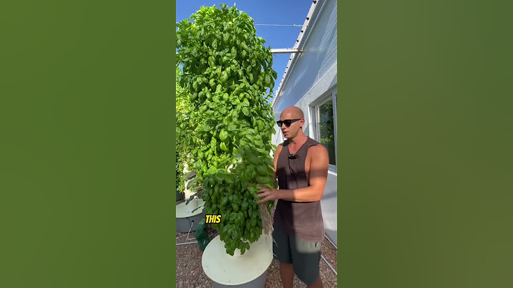 44 #basil plants growing in less than one square meter without the use of soil #verticalfarming