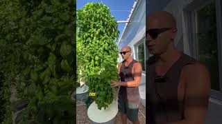 44 #basil plants growing in less than one square meter without the use of soil #verticalfarming