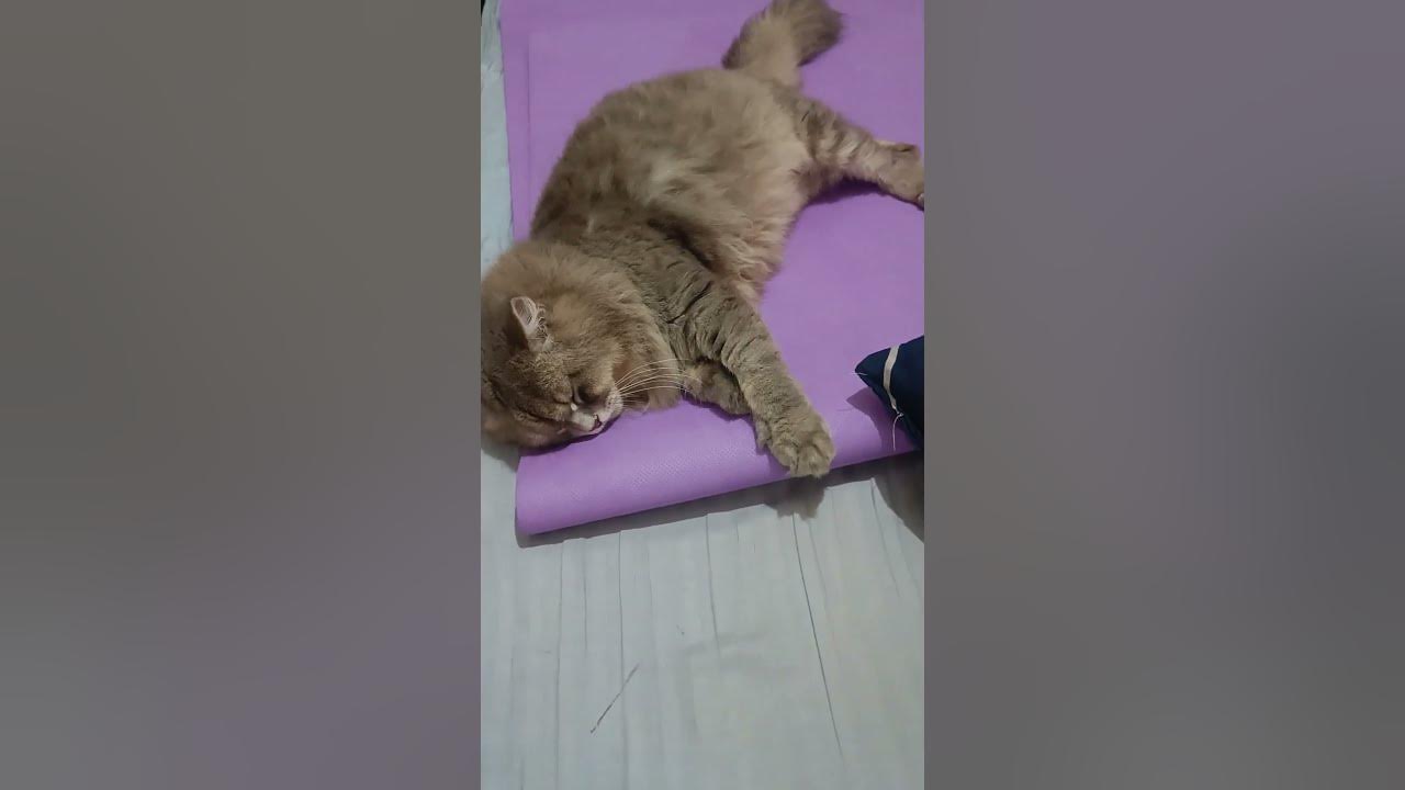 c-catentertainment-catsitting-catlover-at-is-sleeping-bad-youtube