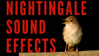 NIGHTINGALE SOUND EFFECTS - Singing Nightingale | Maktub_ytv screenshot 3